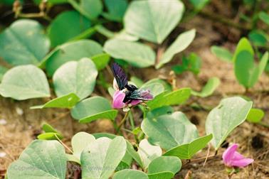 19 Thailand 2002 F1020008 Khao Lak Biene an Blüte_478